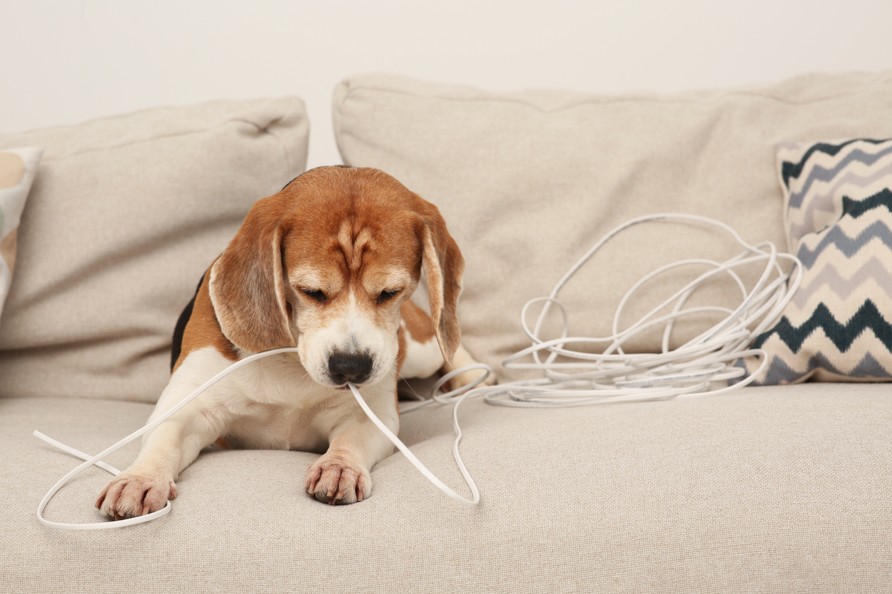 A brown and white beagle puppy sits on a beige couch chewing on a white electrical cable, with a tangled pile of cables beside it. The couch has neutral cushions, including one with a zigzag pattern.